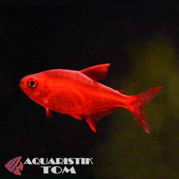 Roter Ziersalmler, Hyphessobrycon sp. „Muzel Red Cherry“